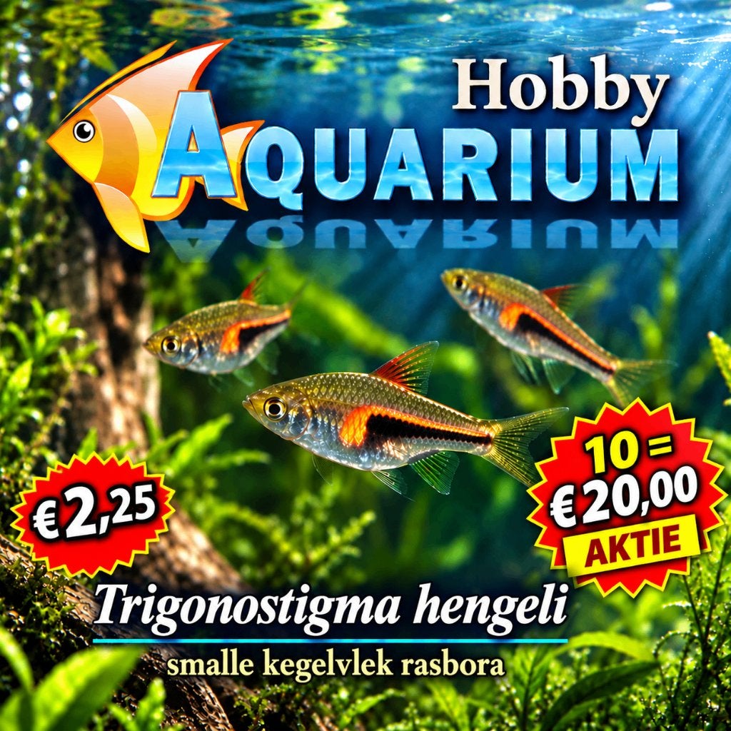 Hobbyaquarium Trigonistigma Hengeli/Smalle Kegelvlek rasbora, Dieren en Toebehoren, Vis, Zoetwatervis, Schoolvis