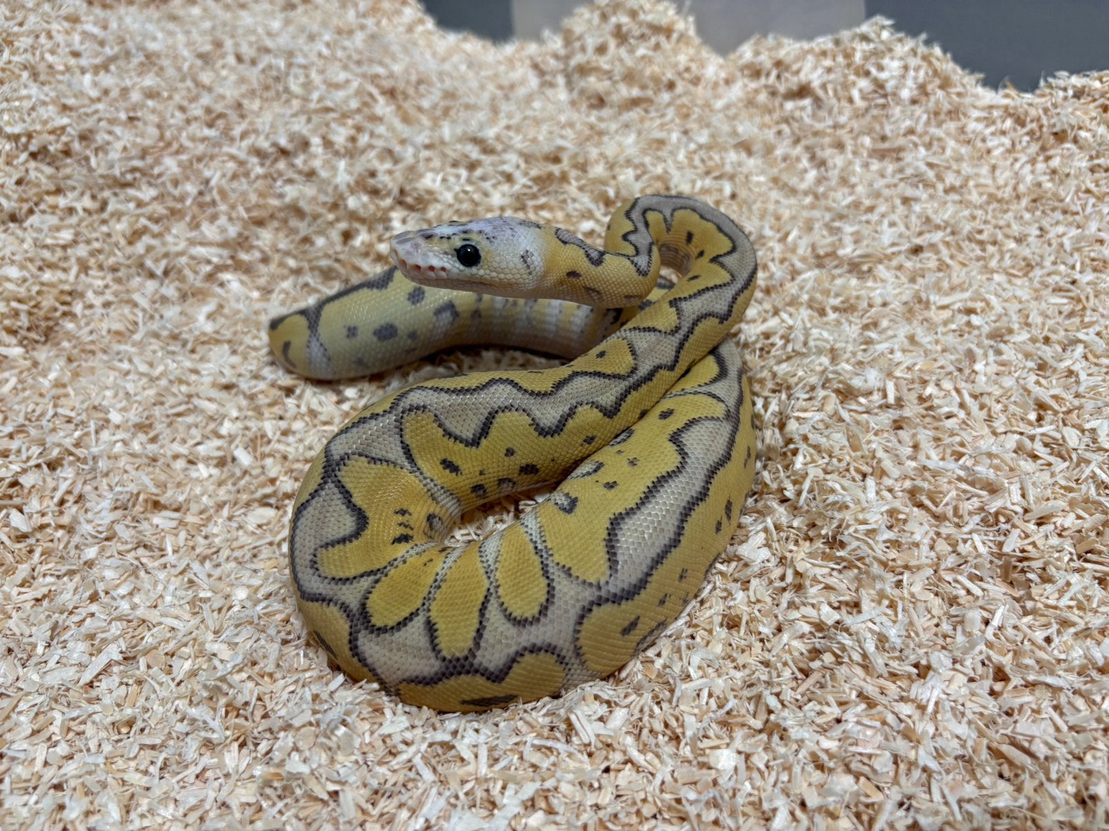 1.0 Killer Mojave Clown ball python regius te koop, Slang, Tam, 0 tot 2 jaar