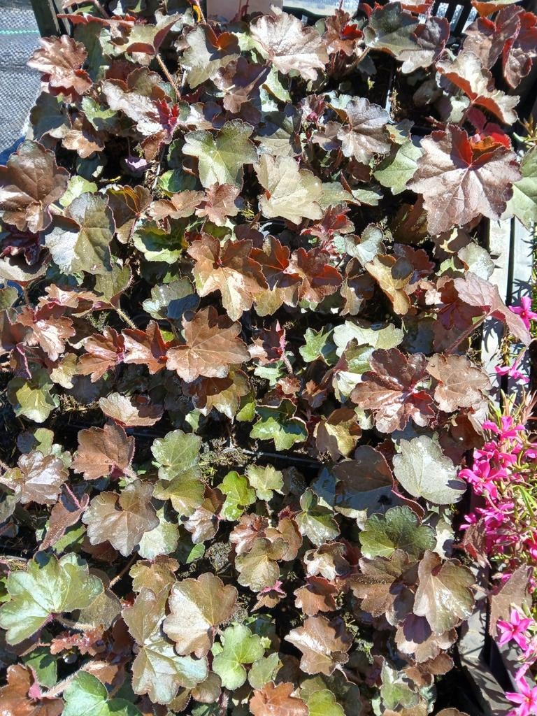 Roodbladige heuchera, Tuin en Terras, Ophalen, Overige soorten, Volle zon