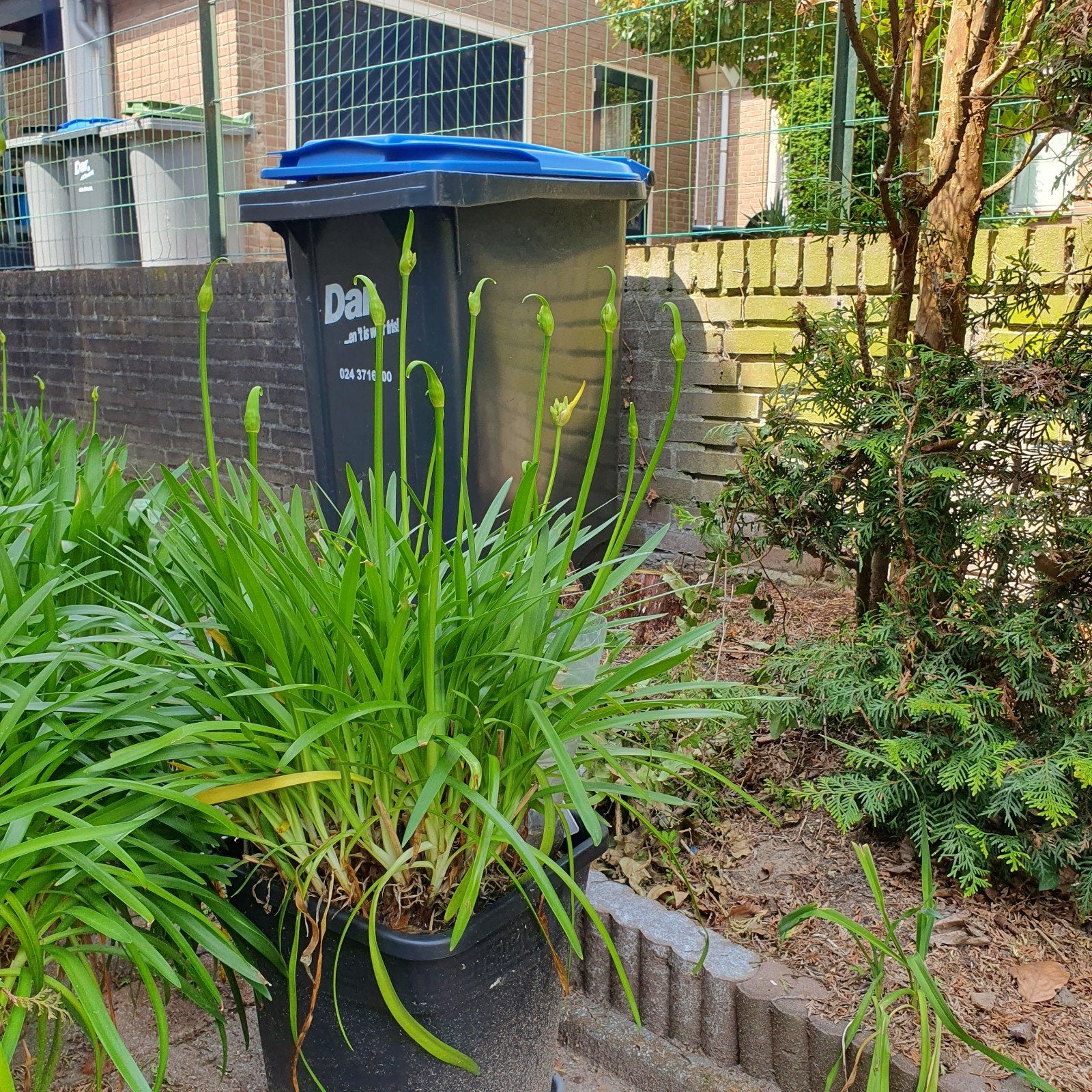 Agapanthus te koop, grote plant in pot, witte bloemen., Ophalen, Volle zon