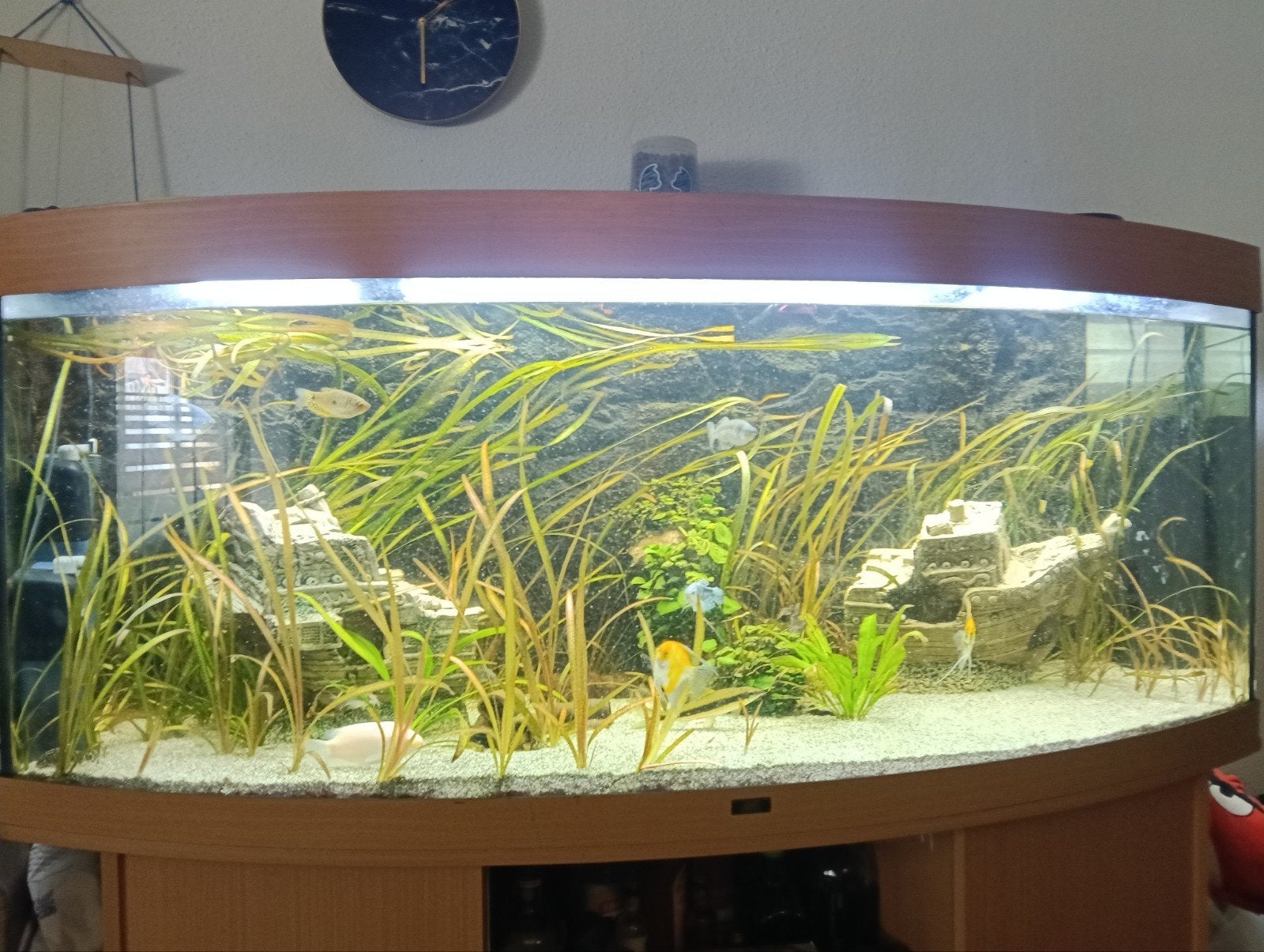 mooi aquarium te koop, Ophalen, Gebruikt, Gevuld zoetwateraquarium