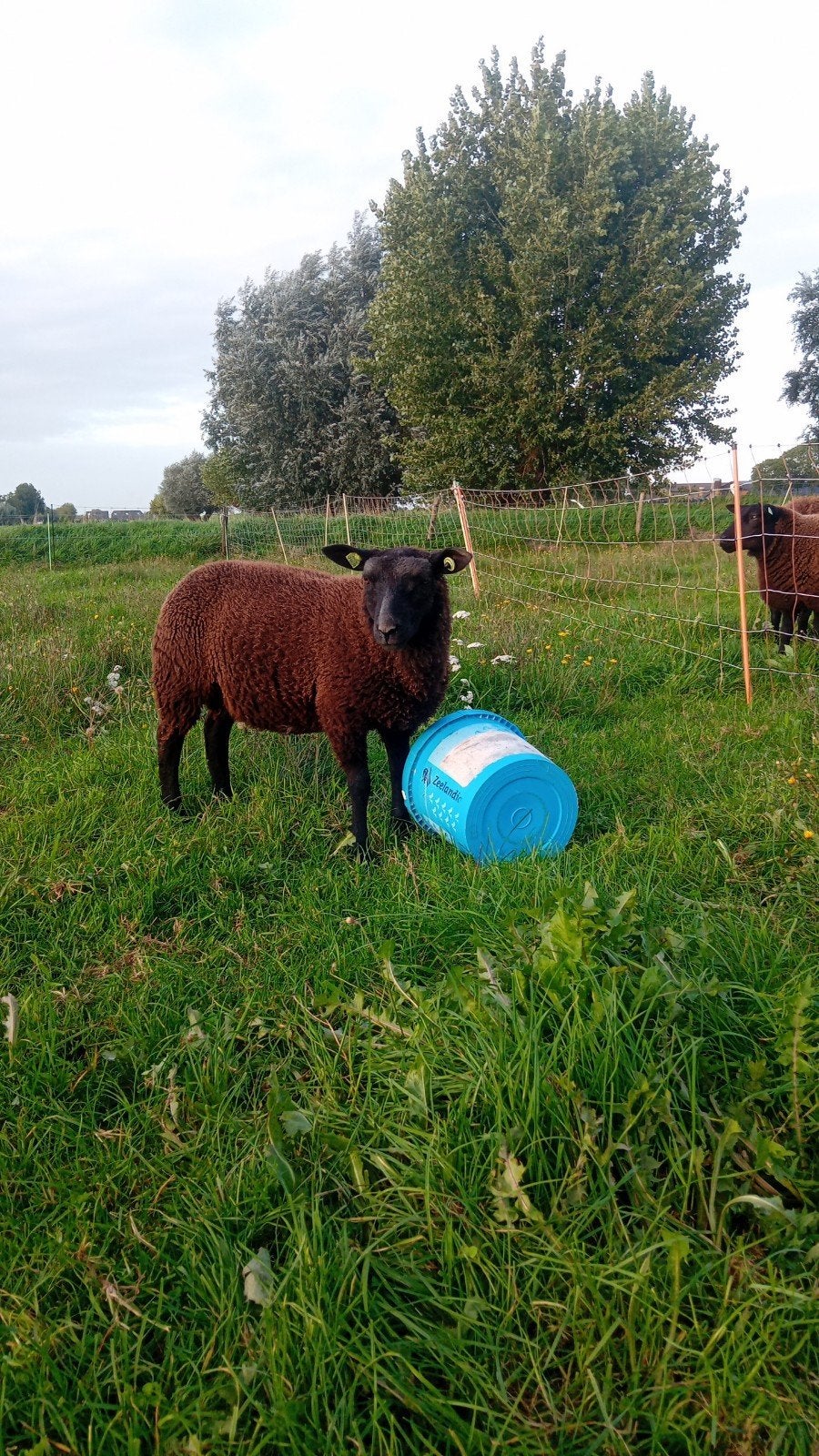 ramlam, Mannelijk, Schaap, 0 tot 2 jaar