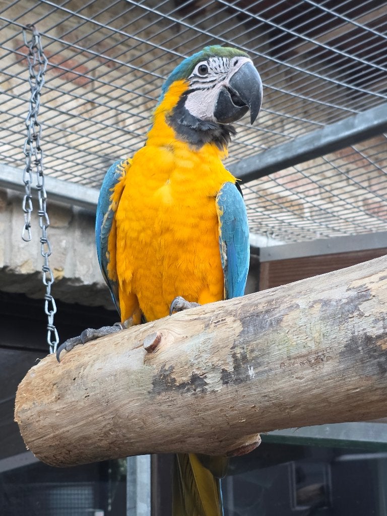 Blauw gele ara natuurbroed, Dieren en Toebehoren, Mannelijk, Papegaai, Geringd
