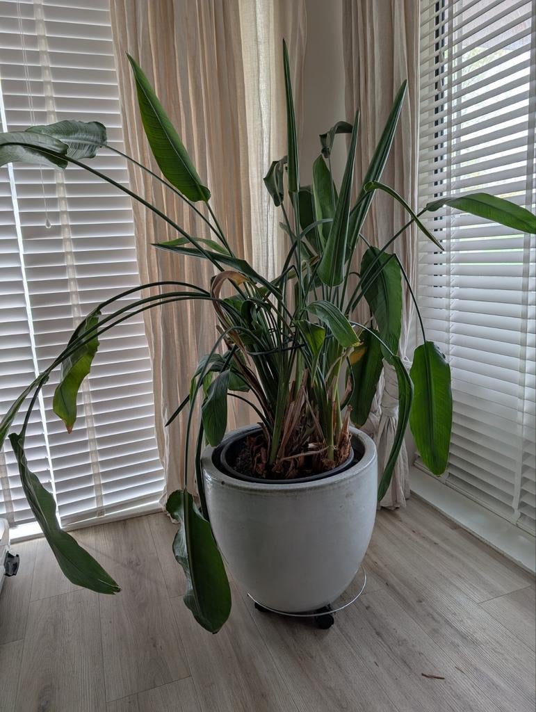 Grote Strelitzia in witte ronde pot, Tuin en Terras, Planten | Tuinplanten, Vaste plant, Bloeit niet, Halfschaduw, Ophalen