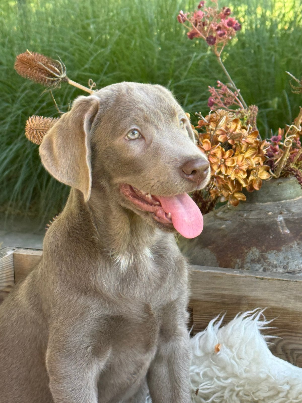 Labrador grijs, Dieren en Toebehoren, Honden | Retrievers, Spaniëls en Waterhonden, Parvo, Nederland, Reu, 8 tot 15 weken