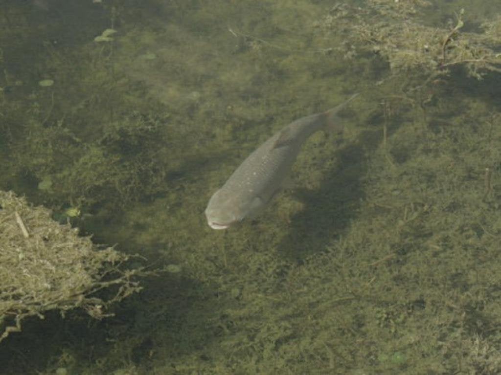 graskarpers ,  mooie forse vissen,  graskarper, Dieren en Toebehoren, Karper of Koi