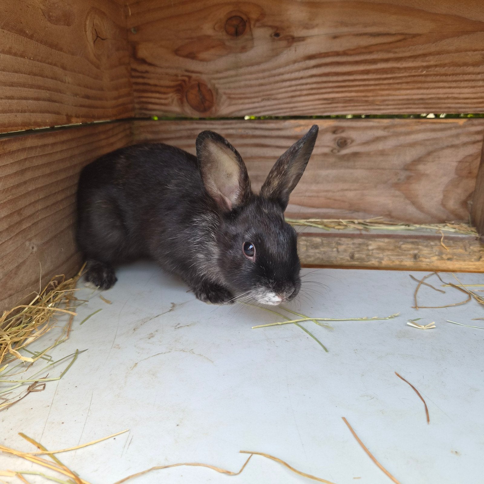 baby konijnen, Dieren en Toebehoren, Konijnen, Meerdere dieren, Dwerg