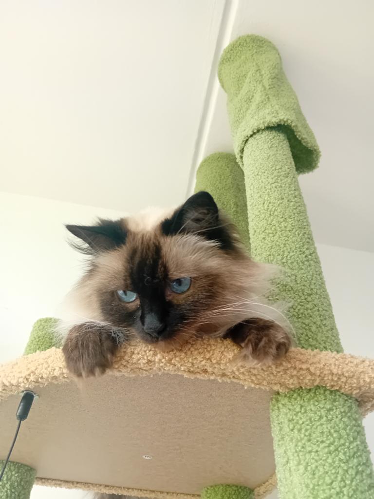 Langharige ragdoll poezen (2019), Poes, Gechipt, 6 jaar of ouder