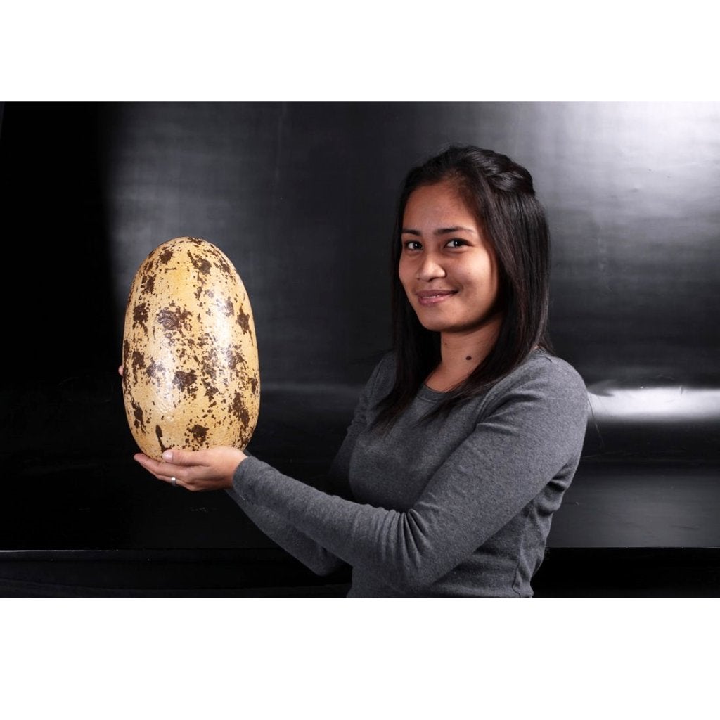 Theropod Egg 12″ – Dinosaurus Ei decoratie, Ophalen, Nieuw, Overige typen
