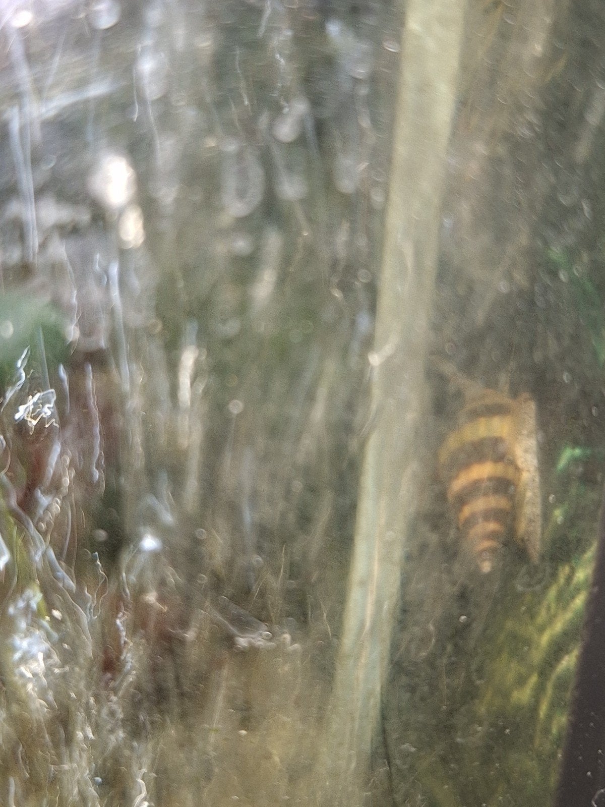 Anatome Helena, Dieren en Toebehoren, Slak of Weekdier