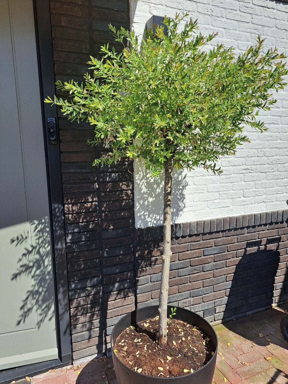Bonte wilg, salix integra, flamingoboom, Ophalen, Halfschaduw, Overige soorten, 100 tot 250 cm