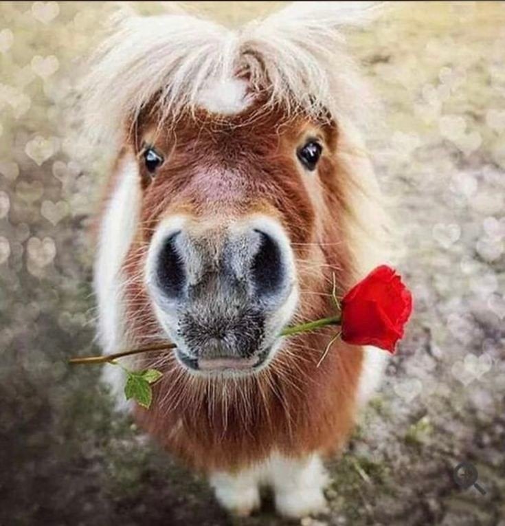 Verzorgster gezocht 18+ voor pony's Weert, Dieren en Toebehoren, Paarden en Pony's | Verzorgingsproducten, Ophalen of Verzenden