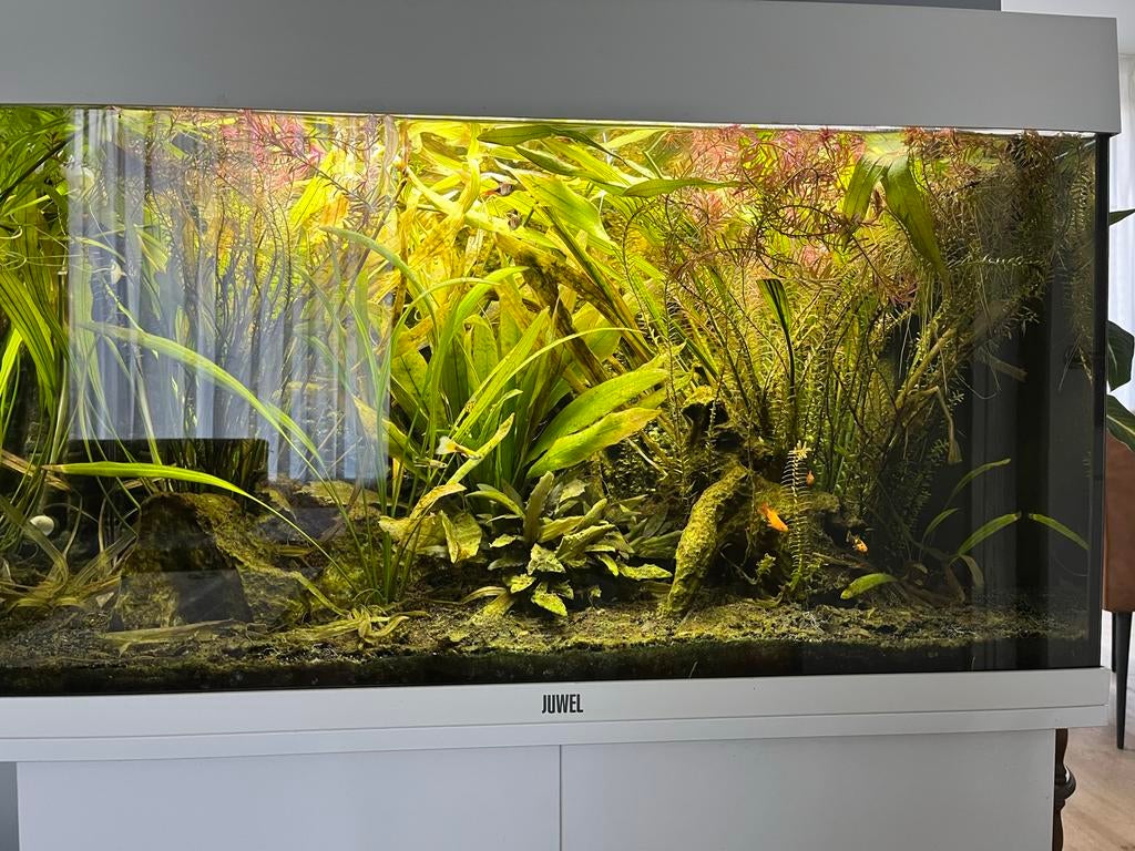 Juwel rio 125 wit, Dieren en Toebehoren, Vissen | Aquaria en Toebehoren, Ophalen, Gevuld zoetwateraquarium