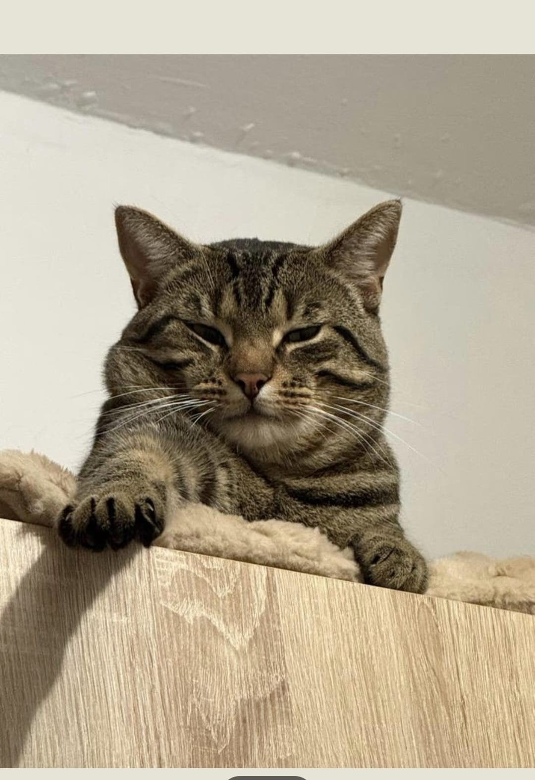 Puma kater 3jaar met spoed., Dieren en Toebehoren, Katten en Kittens | Dekkaters
