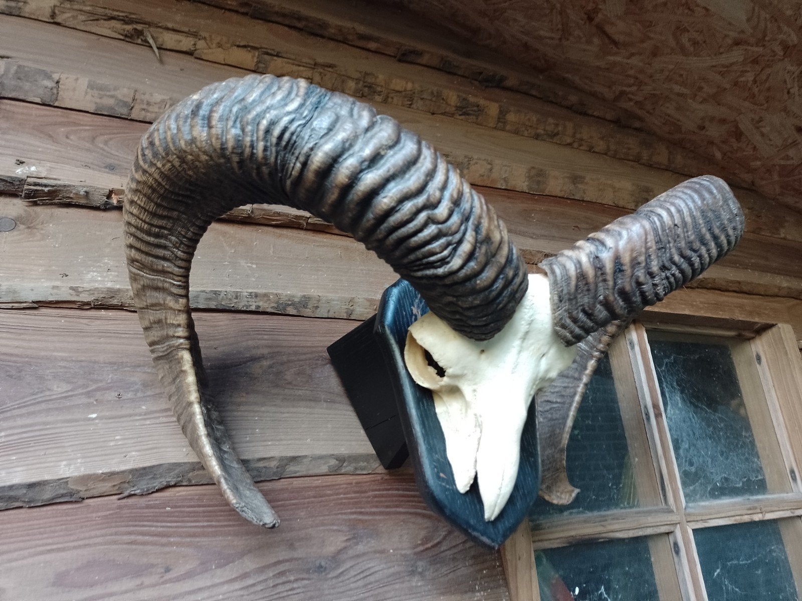 Forse moeflon bok hoorns, ongeveer 50 cm breed, Ophalen of Verzenden, Schedel