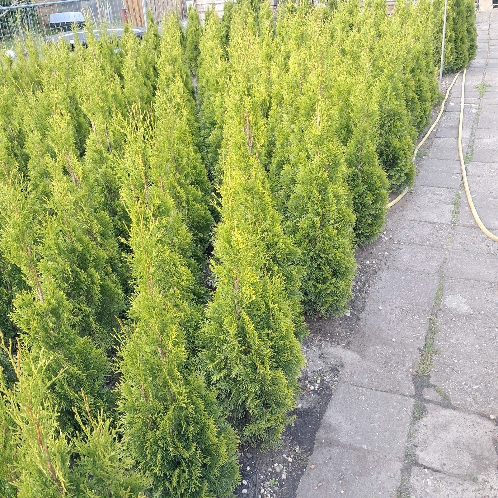 Thuja Occidentalis Brabant - Levensboom, Ophalen of Verzenden, Bloeit niet, Overige soorten, Volle zon