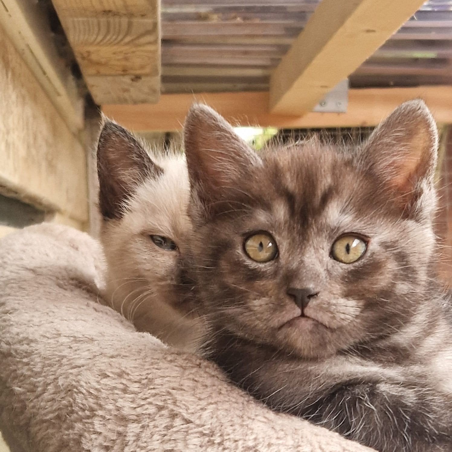 Maine Coon x Ragdoll kittens zoeken een gouden mandje, Meerdere dieren