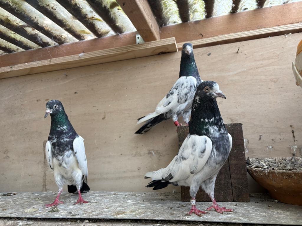 Pakiestanse hoogvliegers (TEDY), Meerdere dieren, Overige soorten