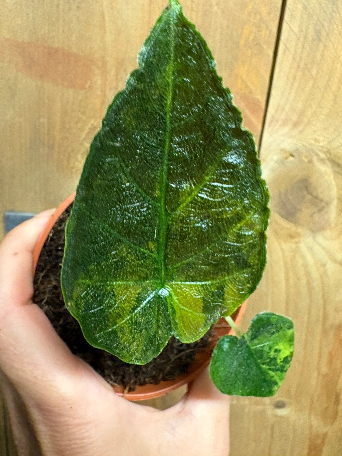 Alocasia antoro velvet plant aurea yellow lime variegata, Ophalen of Verzenden, Halfschaduw, Minder dan 100 cm