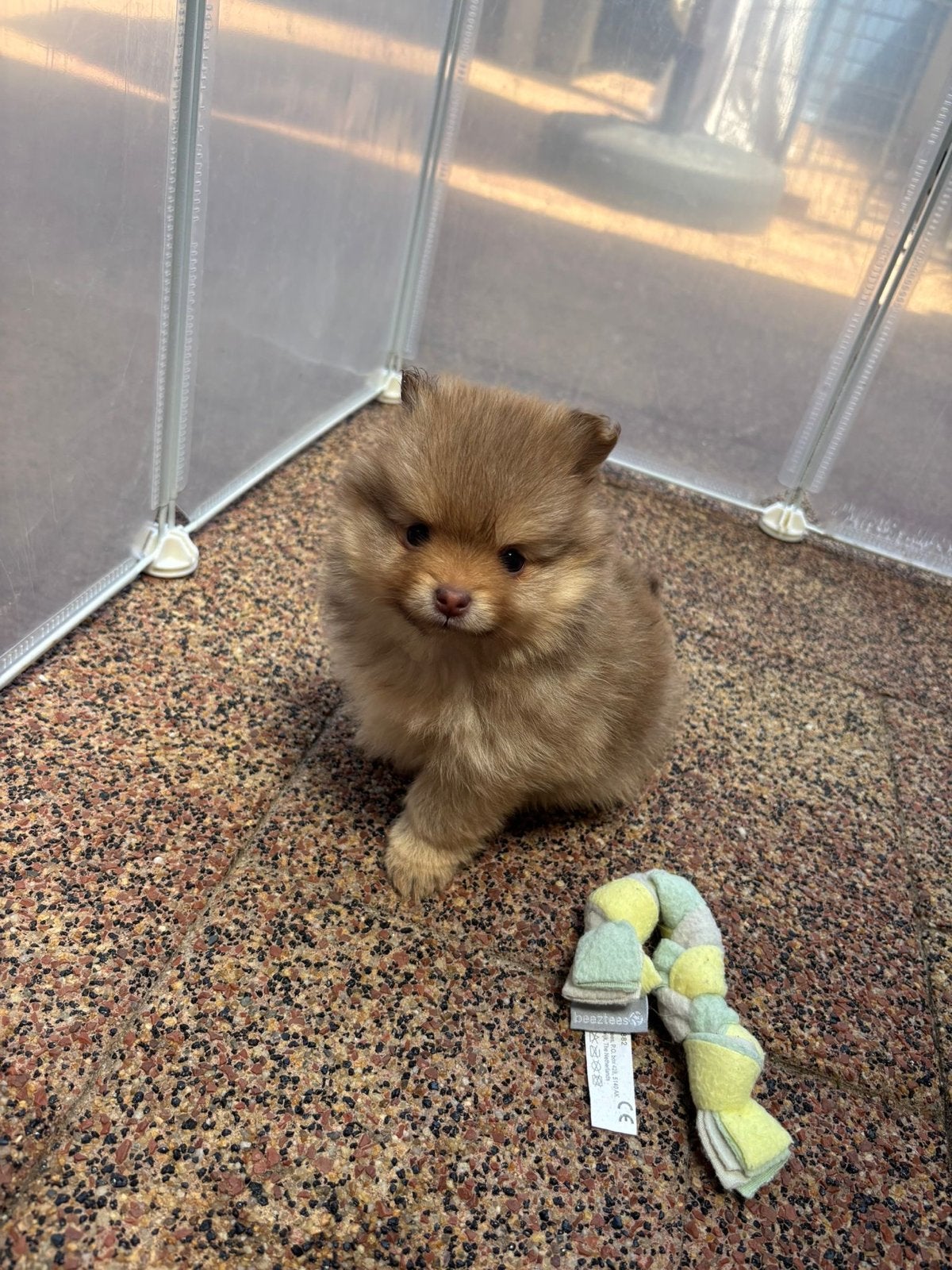 Pomeriaan / dwergkees )pups te koop, Parvo, 8 tot 15 weken, Meerdere, Meerdere dieren