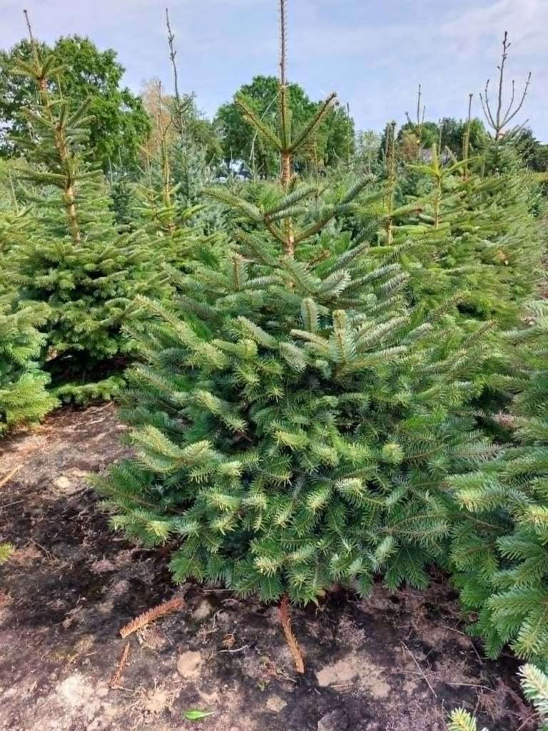 Kerstbomen Nordmann in Pot. 1.50-190 cmGezaagd 1.50-3.25 mtr, Overige soorten, 100 tot 250 cm, Zomer, Ophalen