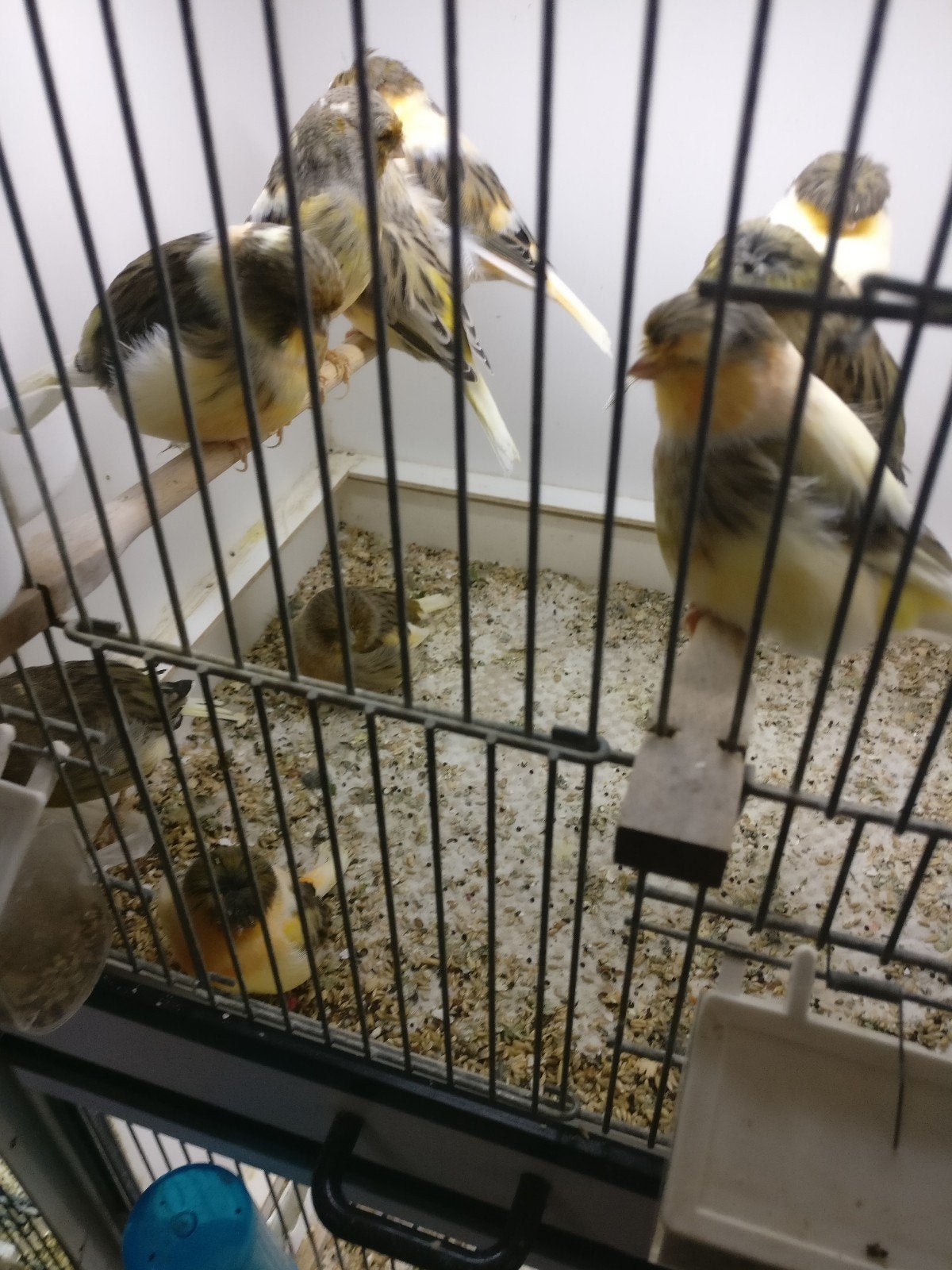 Kanaries, Dieren en Toebehoren, Meerdere dieren, Kleurkanarie