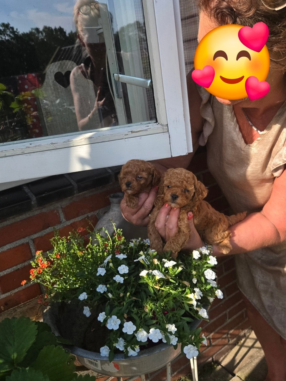 Prachtige toypoedel pups, Poedel, Parvo, 8 tot 15 weken, Meerdere
