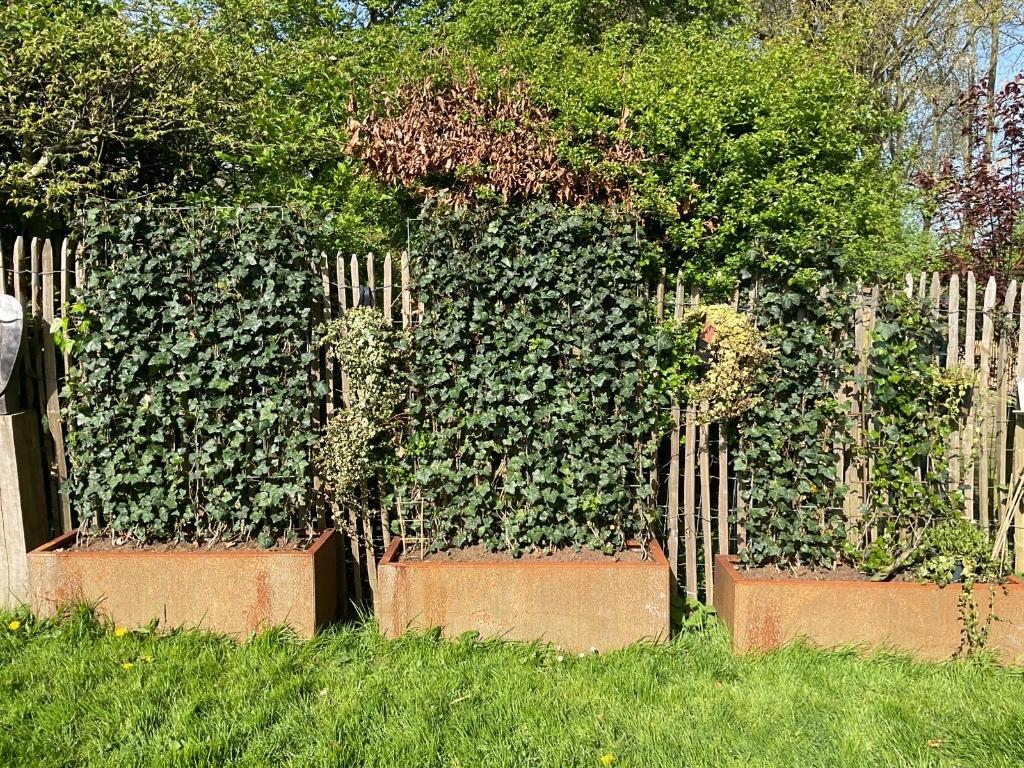 Cortenstaal bakken met klimop, Tuin en Terras, Bloembakken en Plantenbakken, Ophalen, 100 cm of meer, Zo goed als nieuw, Balkon