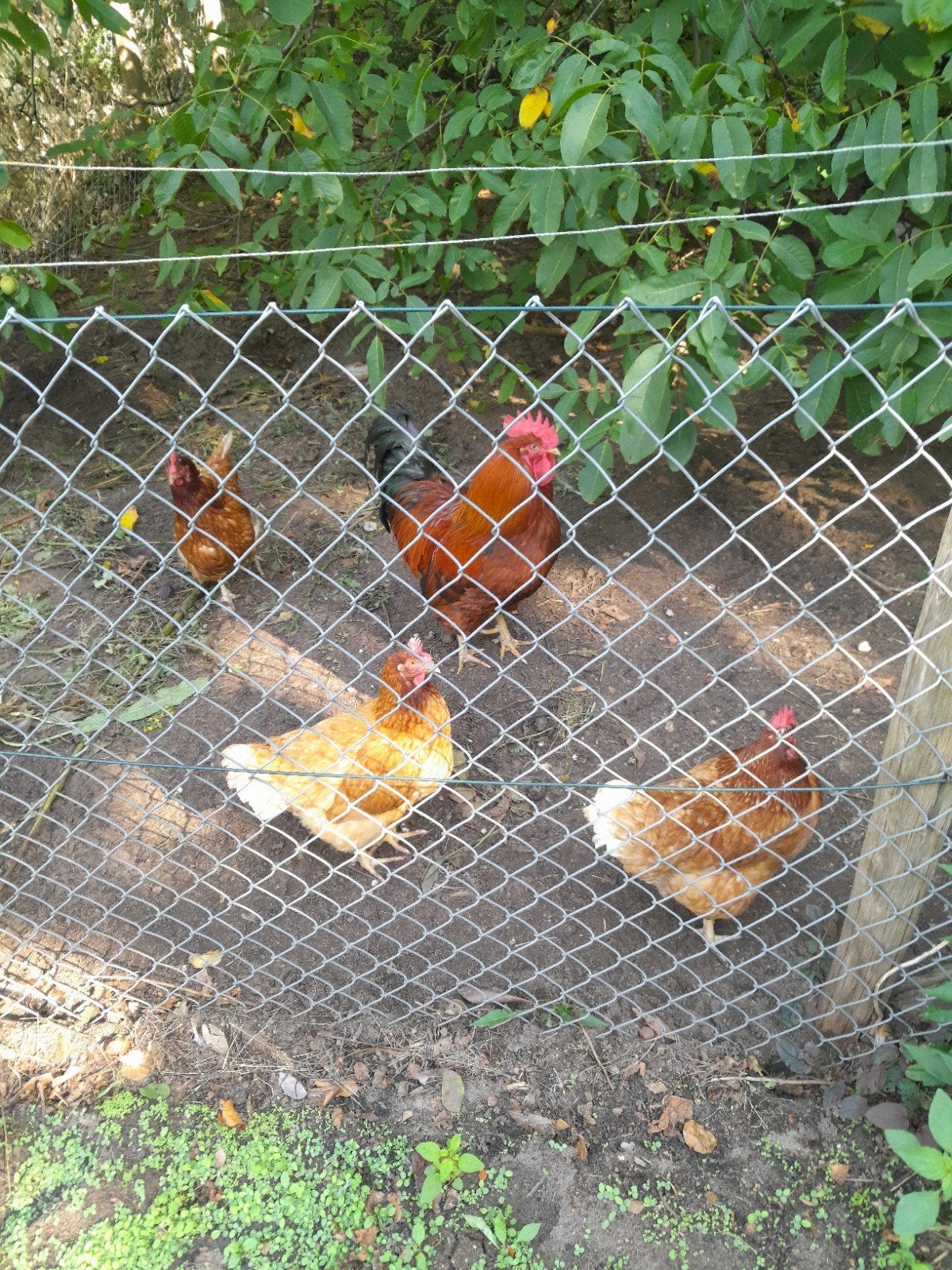 Oude legkippen gratis., Meerdere dieren, Kip