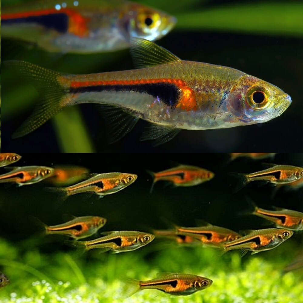 4 x rasbora hengeli gaan samen weg 3cm, Vis, Zoetwatervis, Schoolvis