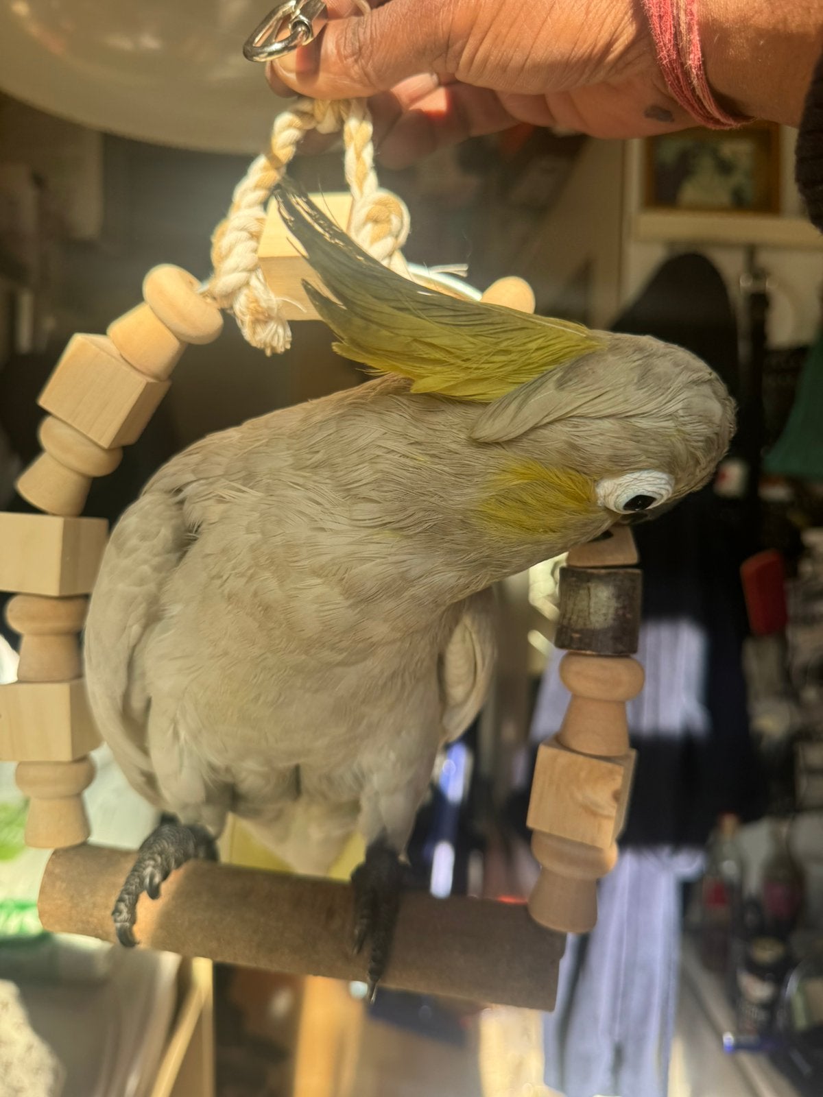 gezocht kakatoe geelkuif vrouwtje voor paring, Dieren en Toebehoren, Vogels | Overige Vogels, Vrouwelijk