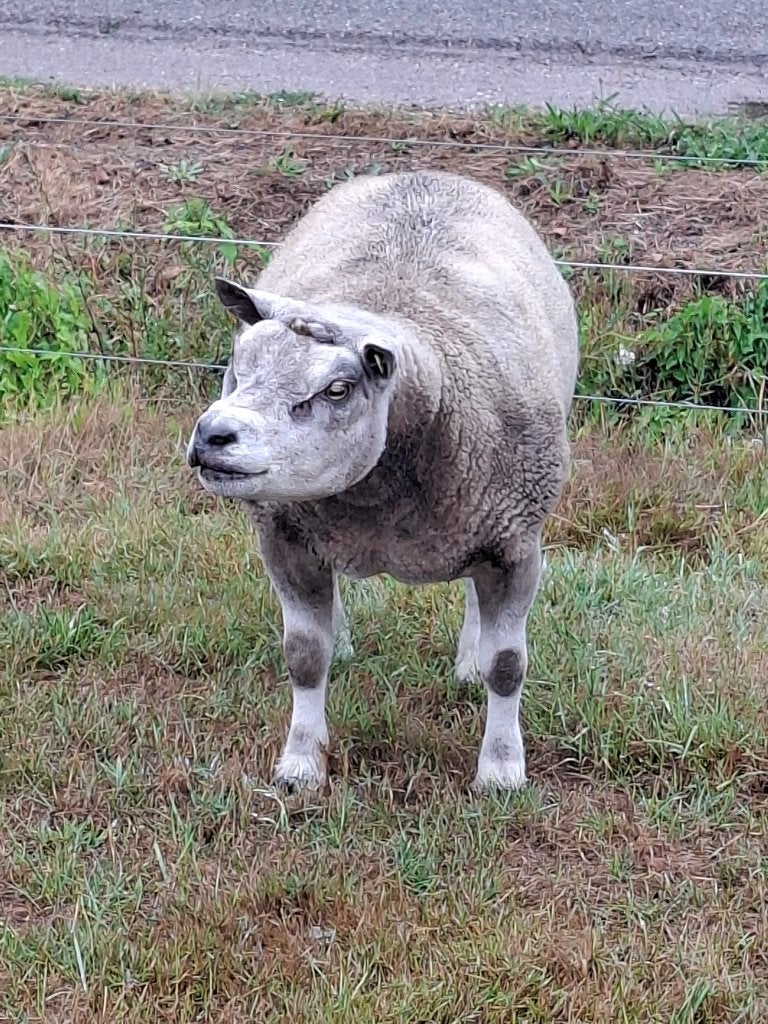 Texelaar ram, Mannelijk, Schaap