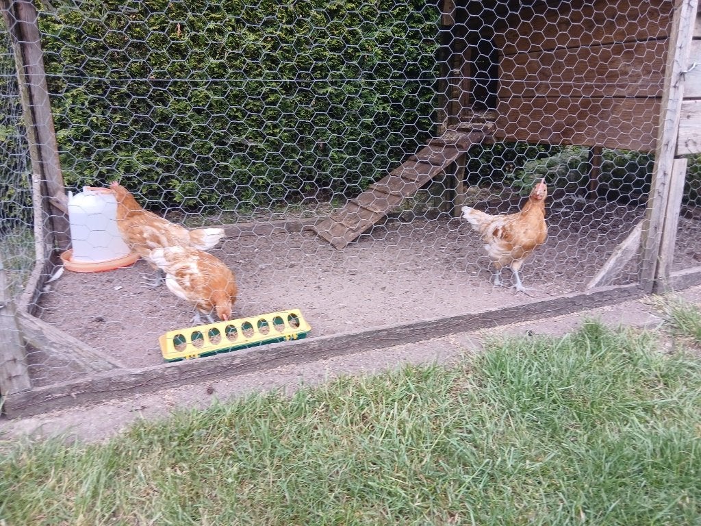 Hanen, Dieren en Toebehoren, Mannelijk, Kip