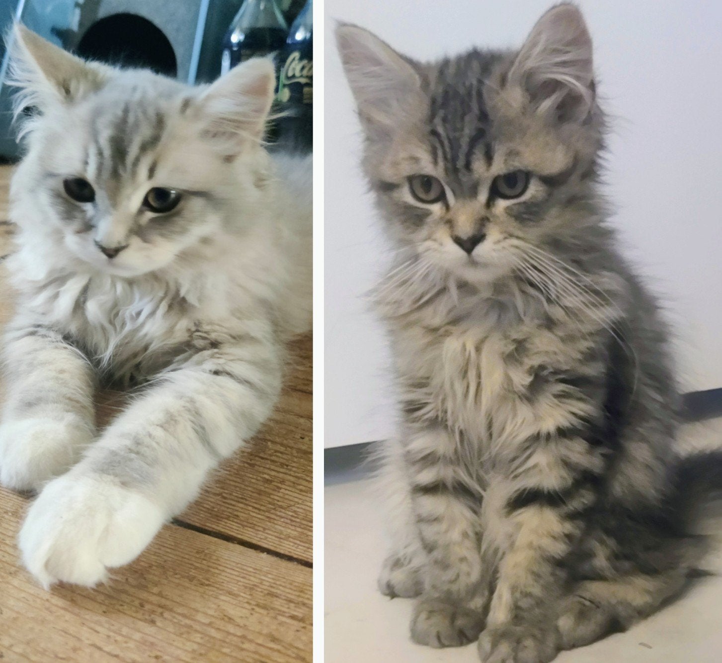 2 Siberische boskatten 3 maanden oud., Dieren en Toebehoren, Katten en Kittens | Raskatten | Langhaar, Meerdere dieren, Ontwormd
