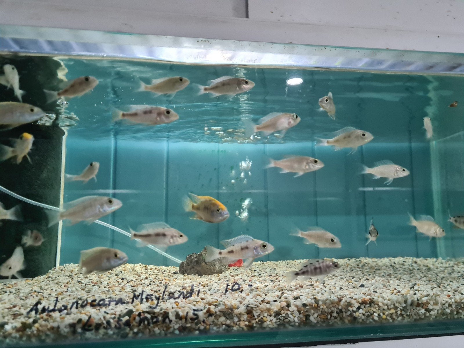 Aulonocara Maylandi Malawi Cichliden, Vis, Zoetwatervis