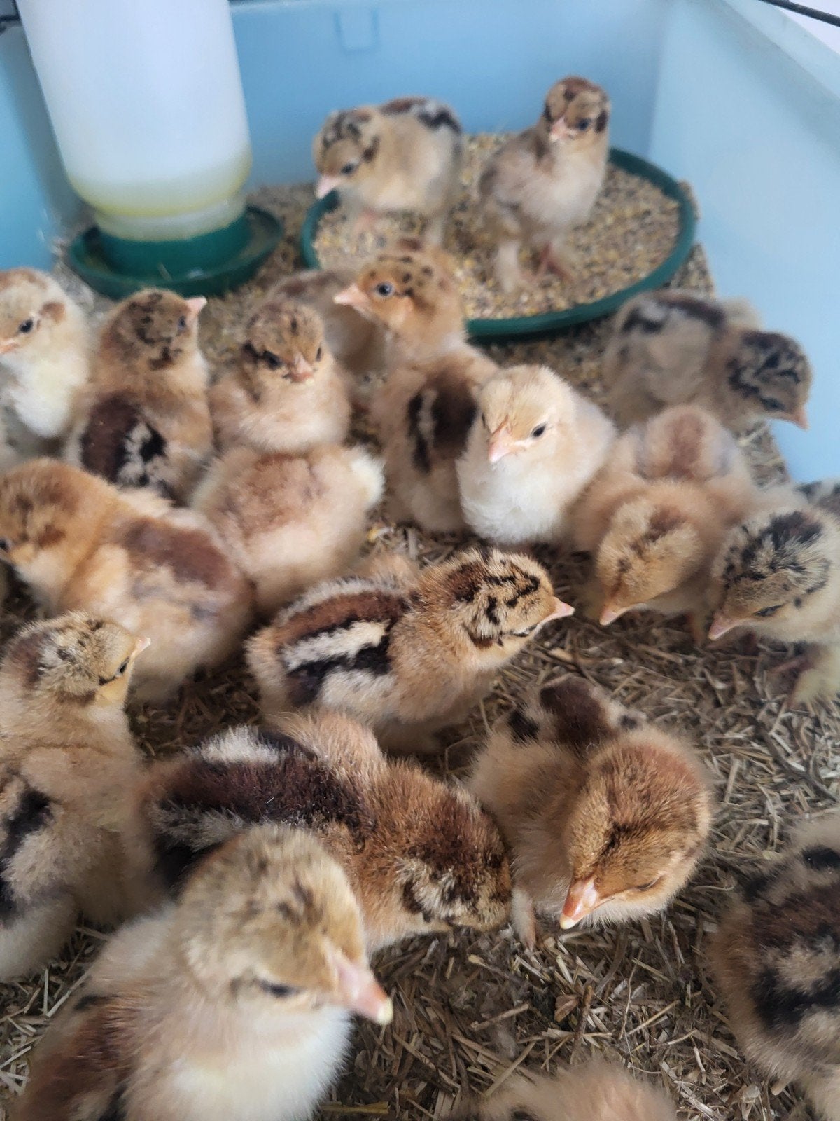 cochin kriel kuikens, Dieren en Toebehoren, Geslacht onbekend, Kip