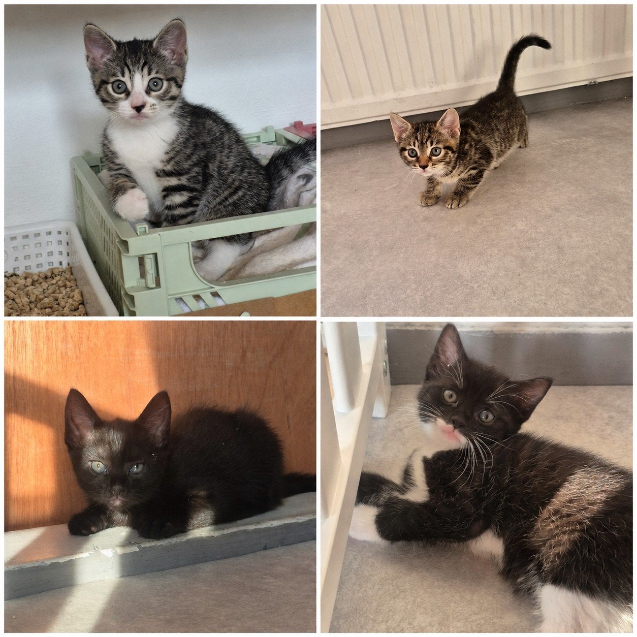 Kittens aangeboden