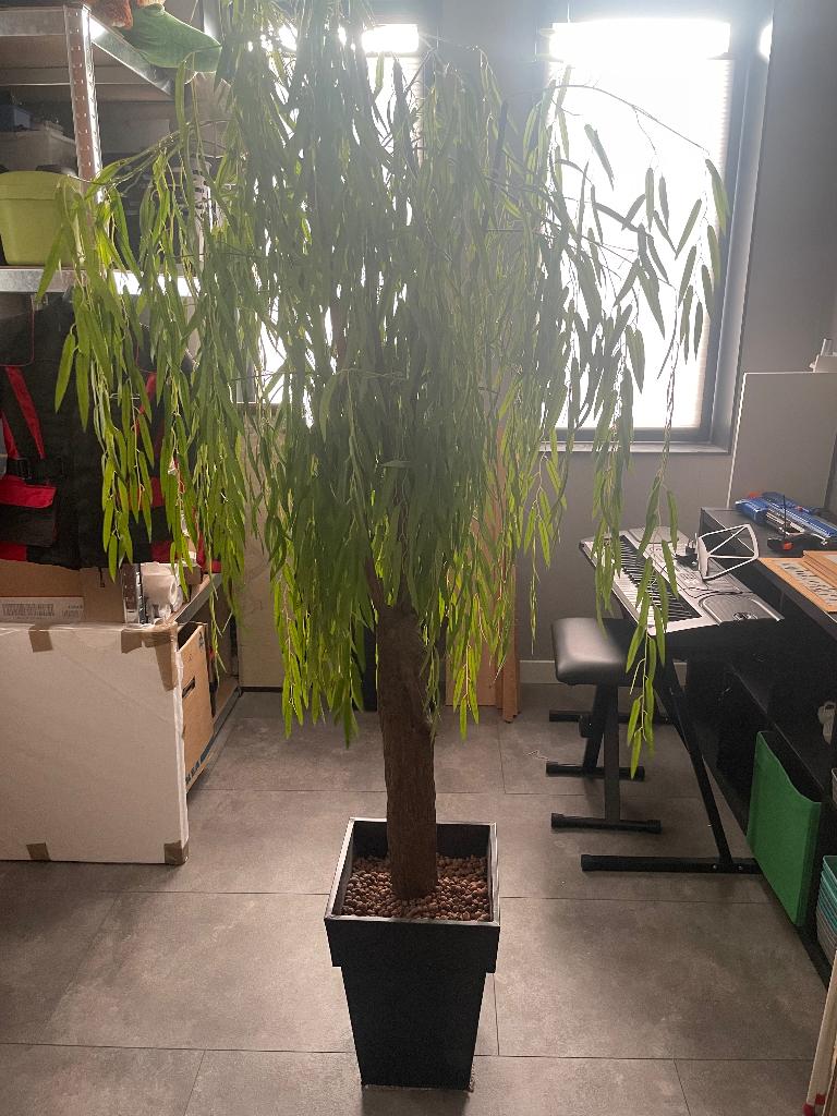 Nep plant, Huis en Inrichting, Kamerplanten, Ophalen, Volledige schaduw, Overige soorten, In pot