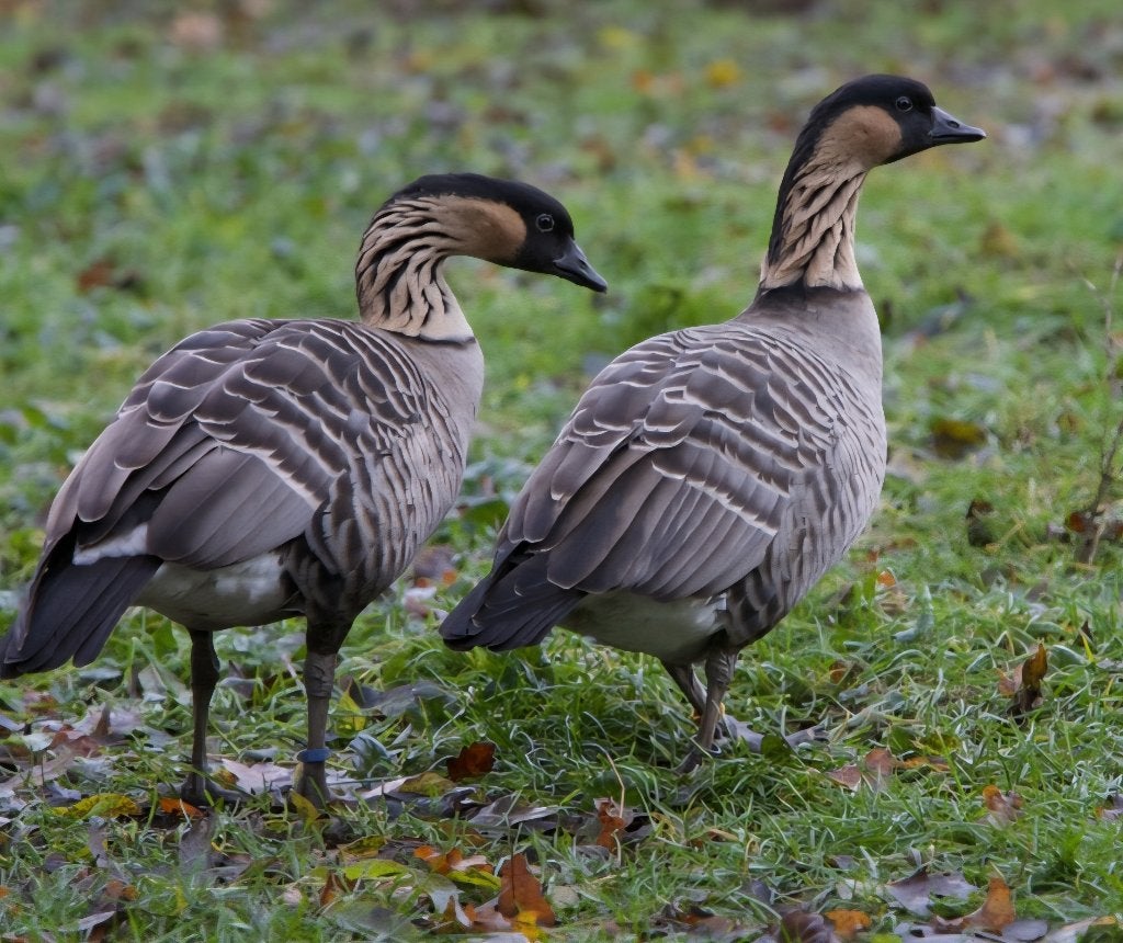 gezocht gevraagd koppel hawaii ganzen NIET VLIEGEND, Dieren en Toebehoren, Meerdere dieren, Gans of Zwaan