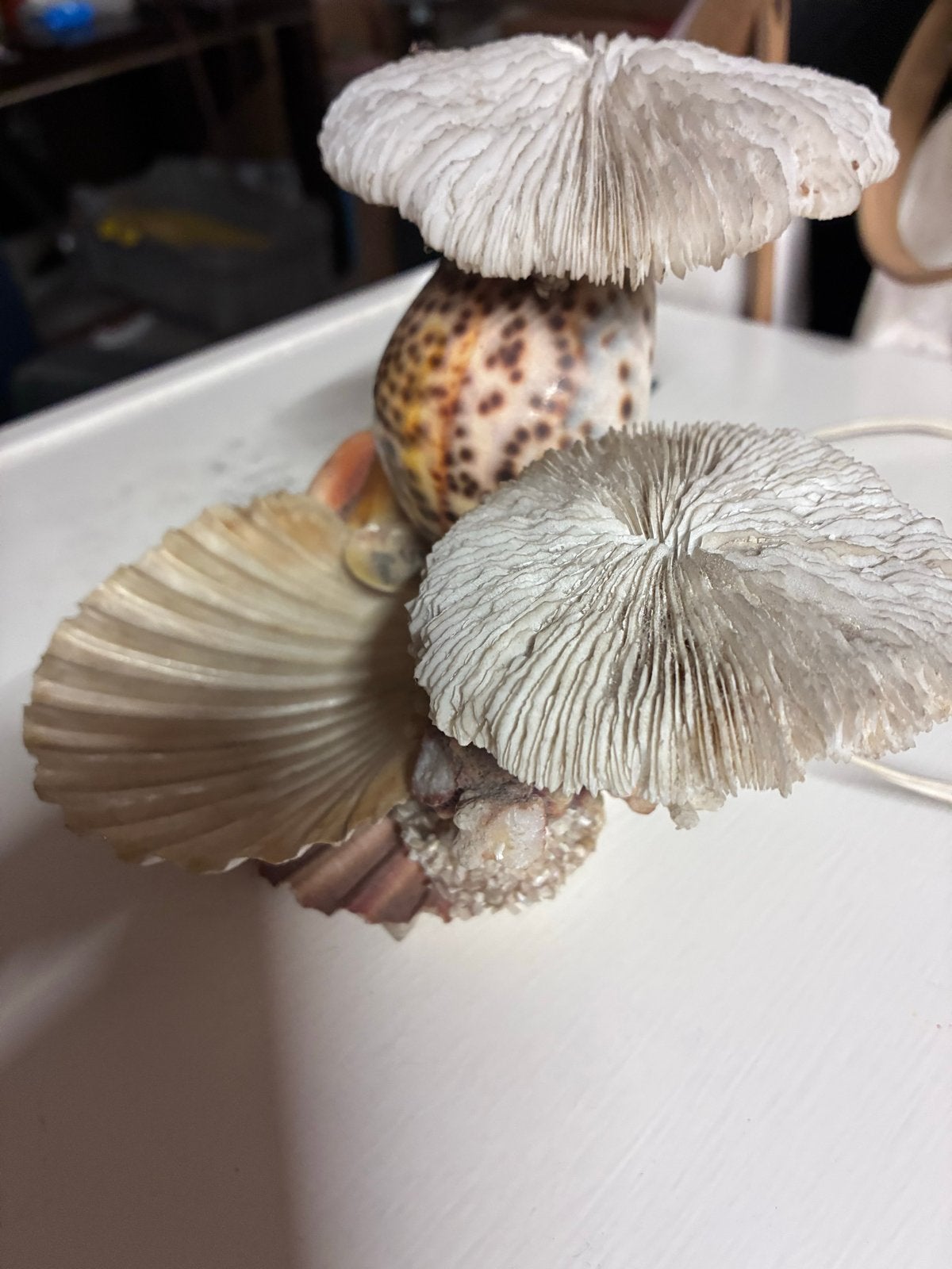 Unieke schelpenlamp - San Remo, Overige merken, Gebruikt, Natuurlijk materiaal, Beige