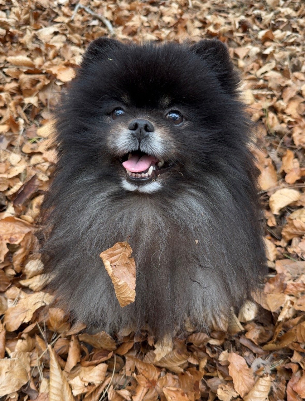 Pomeriaan te koop met alopecia, Keeshond, Reu, Parvo, Eén hond