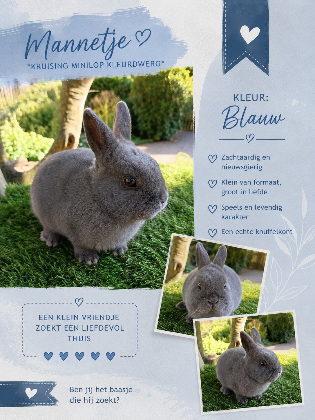 Hele lieve kleine dwergkonijntjes zoeken liefdevol thuis, Meerdere dieren, Dwerg, Hangoor, 0 tot 2 jaar