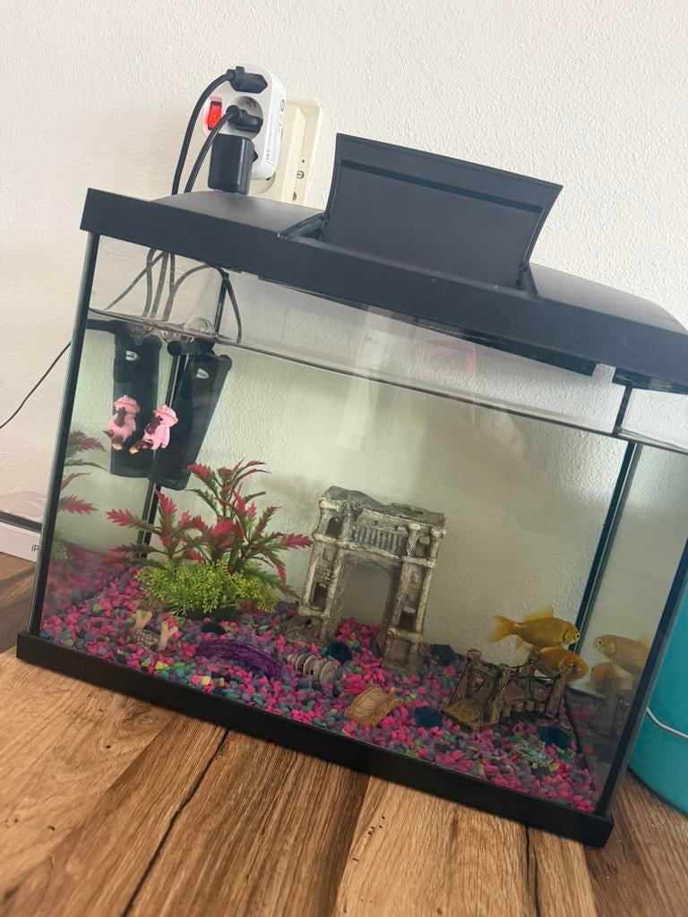 2 goudvissen met aquarium, Ophalen, Zo goed als nieuw, Gevuld zoetwateraquarium