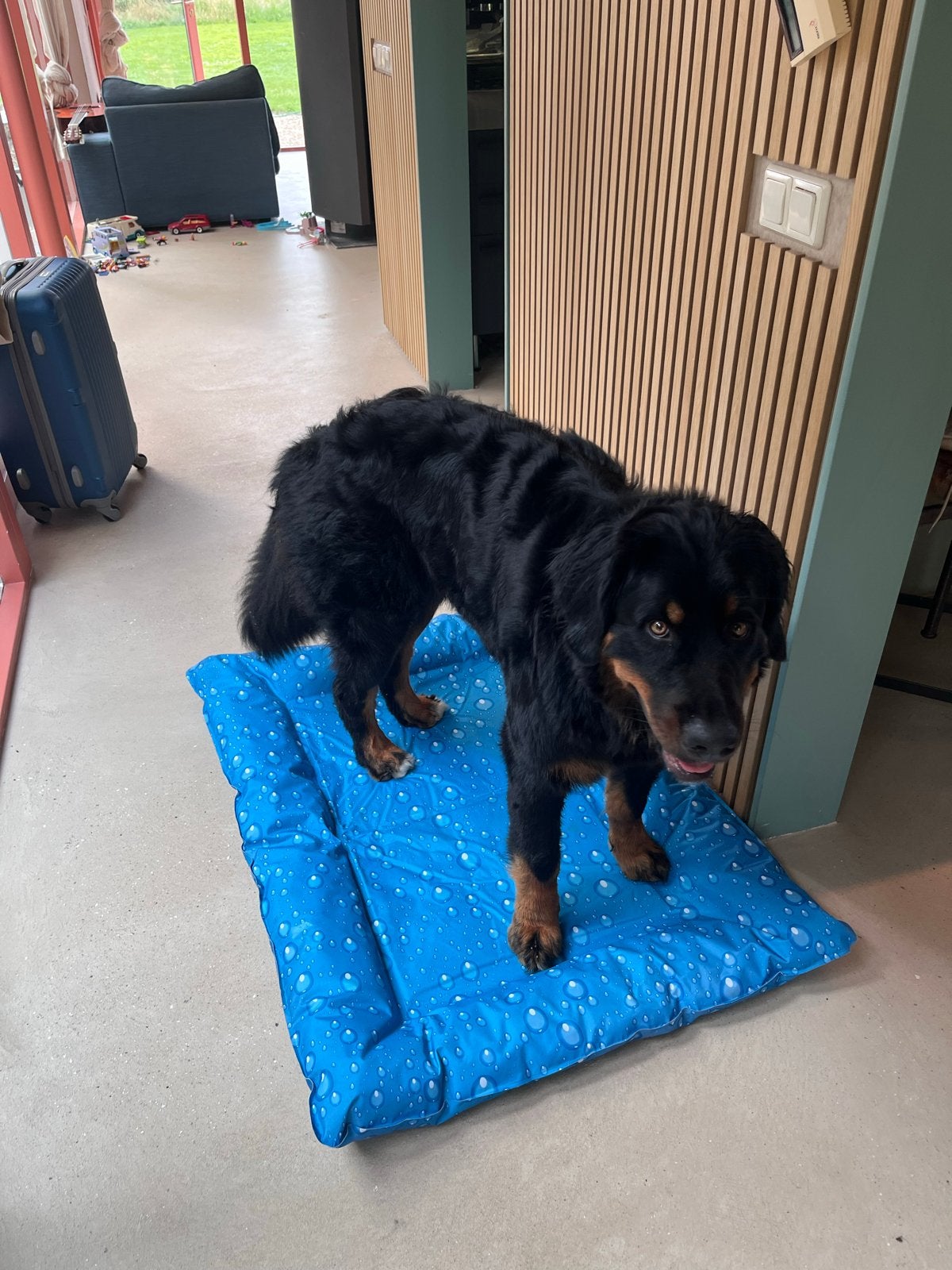 Koelmat voor hond – groot formaat – zo goed als nieuw, Ophalen, Zo goed als nieuw