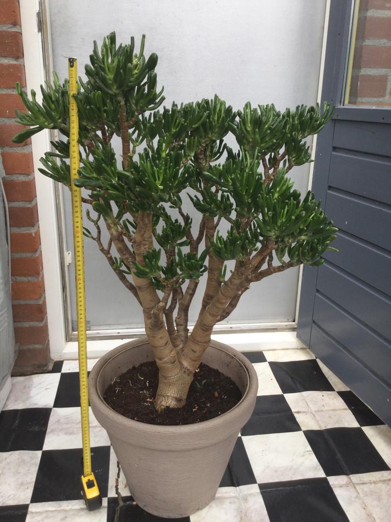 Grote Crassula Hobbit, Ophalen, In pot, Halfschaduw, Minder dan 100 cm