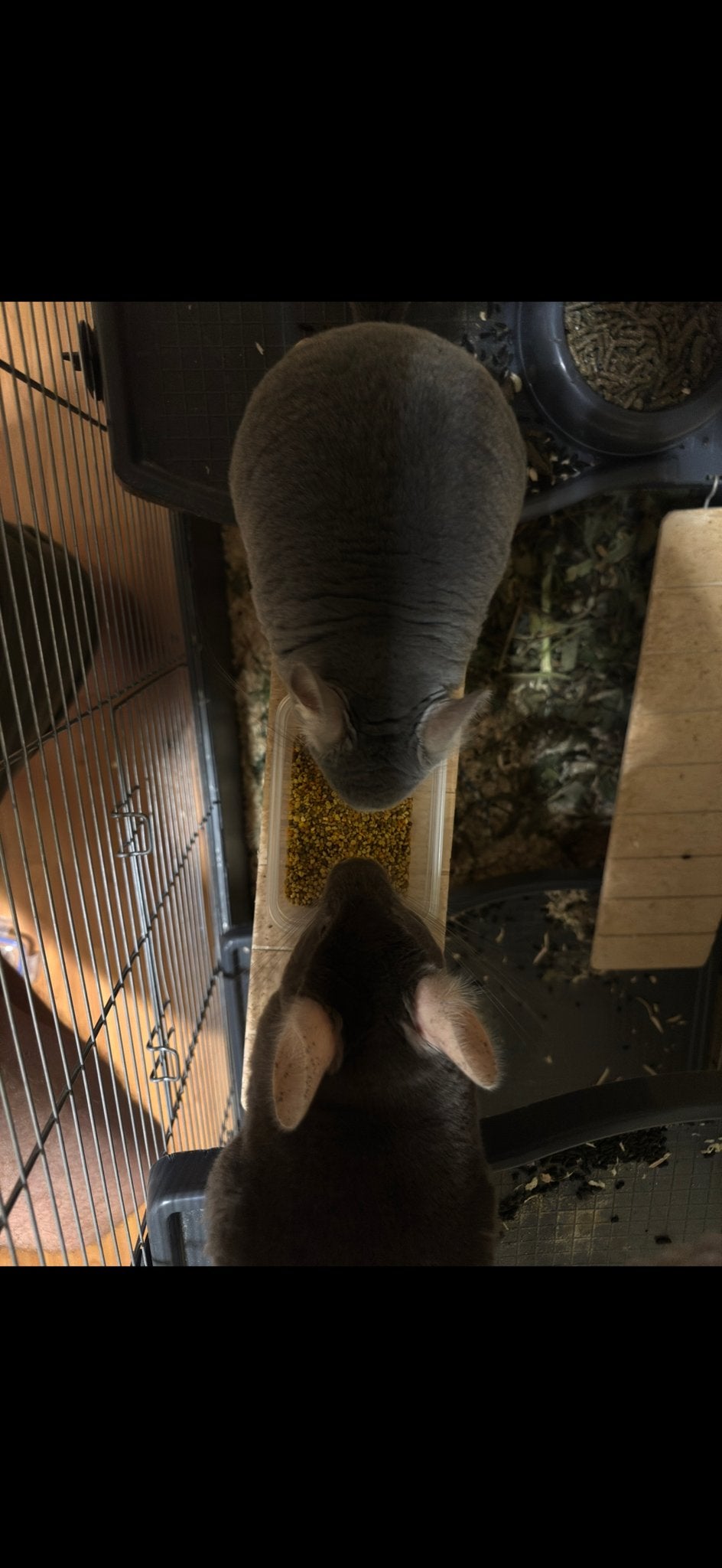Chinchilla, Chinchilla, Juni, Mannelijk, Tam