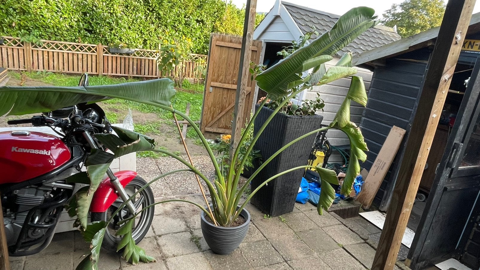 Bird of paradise, Groene kamerplant, Ophalen, Volle zon, 200 cm of meer
