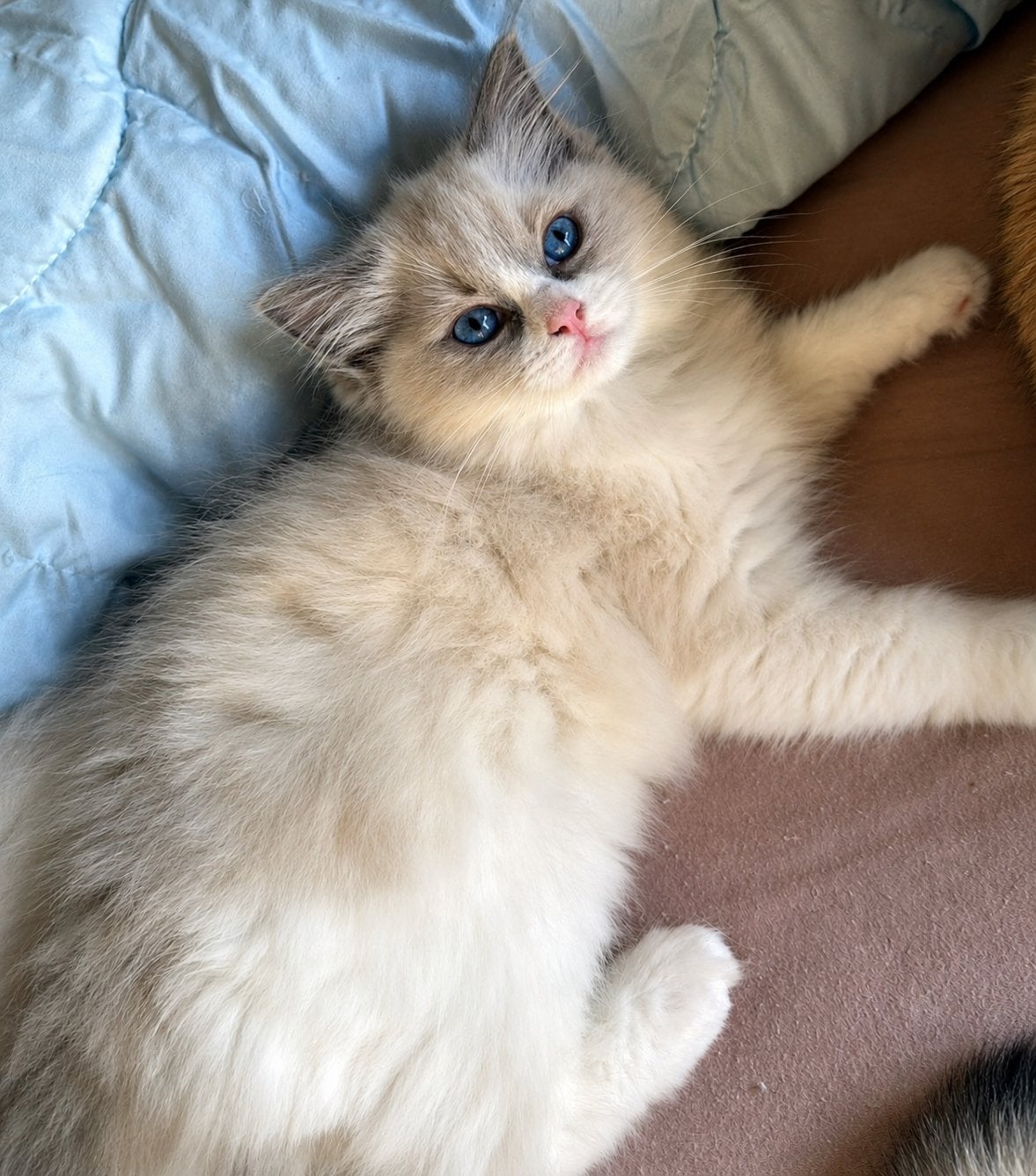 Ragdoll kittens met stamboom, Poes, Met stamboom, 0 tot 2 jaar
