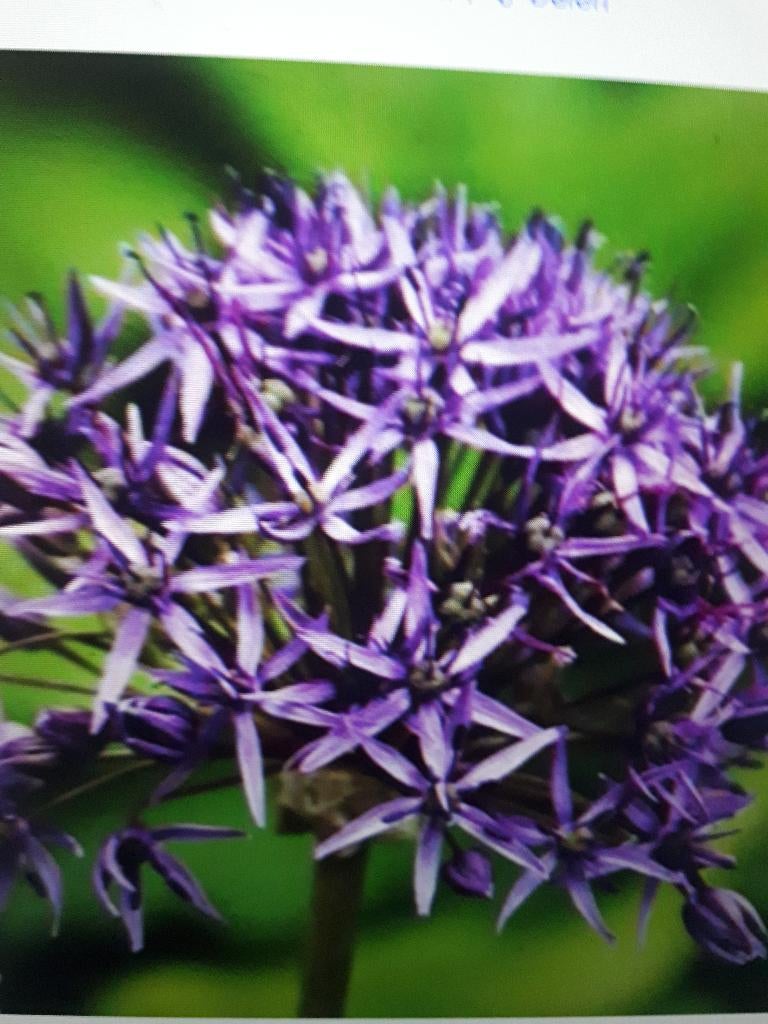 Allium Violet Beauty bolmaat 11 5 voor 3 euro, Ophalen of Verzenden, Voorjaar, Volle zon, Bloembol