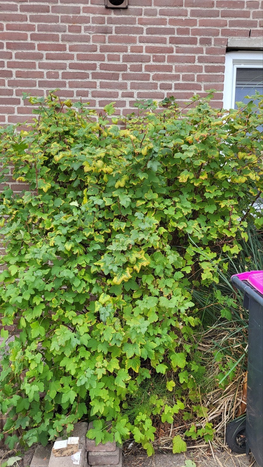 Ribes struik gratis af te halen, Ophalen, Overige soorten, Struik, 100 tot 250 cm